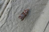 Acrobasis tumidana