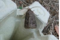 Agrotis bigramma