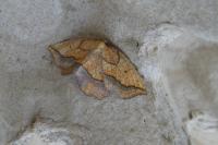 Epione repandaria