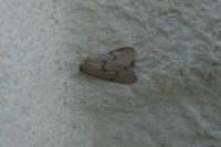 Apaidia mesogona
