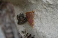 Hypsopygia costalis