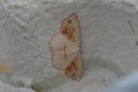 Cyclophora punctaria