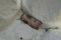 Agrotis puta