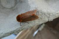 Phragmatobia fuliginosa