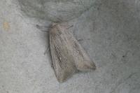 Leucania obsoleta