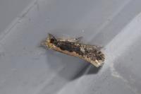Monopis crocicapitella