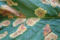 Cameraria ohridella