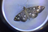 Anania coronata