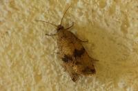 Celypha striana