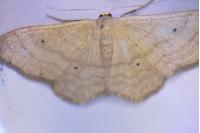 Idaea straminata