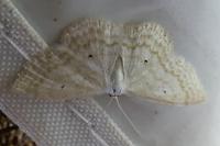 Scopula immutata