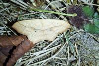 Scopula imitaria