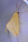 Rhodometra sacraria
