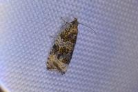 Celypha lacunana