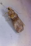 Acrobasis tumidana