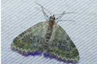 Acasis viretata