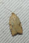 Acleris ferrugana/notana