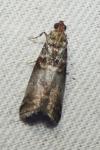 Acrobasis advenella