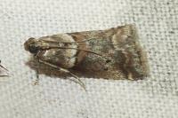 Acrobasis consociella