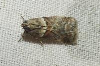 Acrobasis consociella
