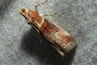 Acrobasis tumidana