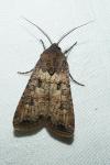 Agrotis segetum