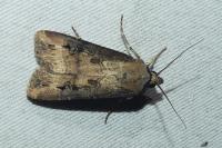 Agrotis ipsilon