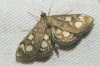Anania coronata