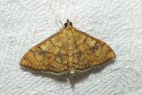 Anania verbascalis