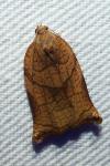 Archips podana
