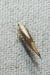 Argyresthia albistria