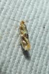 Bucculatrix ulmella
