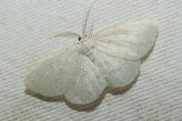 Cabera exanthemata