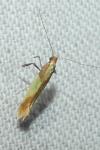 Caloptilia alchimiella