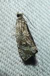 Celypha lacunana