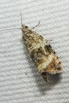 Celypha lacunana