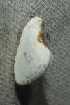 Cilix hispanica