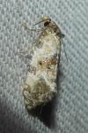 Cochylis molliculana