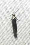 Coleophora alcyonipennella/frischella