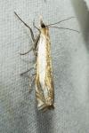 Crambus pascuella