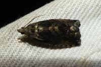 Cydia splendana