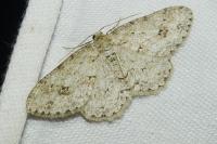 Ectropis crepuscularia