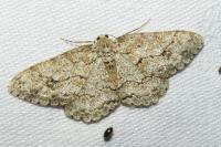 Ectropis crepuscularia