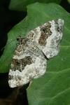 Epirrhoe alternata