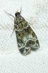 Eudonia mercurella