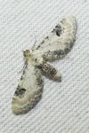 Eupithecia centaureata