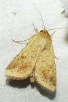 Helicoverpa armigera