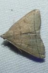 Herminia tarsipennalis