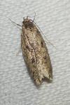 Hofmannophila pseudospretella