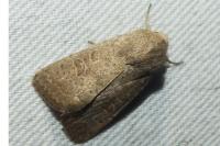 Hoplodrina